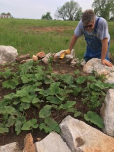 Frank is kneeling next to a raised bed (with cement block border) of young burdock plants