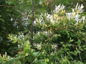 White and gold honeysuckle bloom in the f oreground with green trees in the upper left background