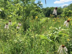 Seven purple echinacea flowers are in the foreground of green field lush with small yellow flowers, grasses, and trees in the background. Blue sky with a few puffy white clouds are in the upper right corner.